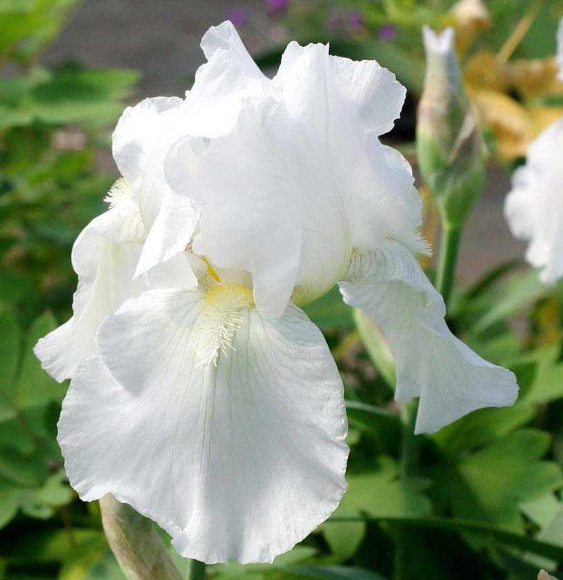 Iris germanica 'Immortality'